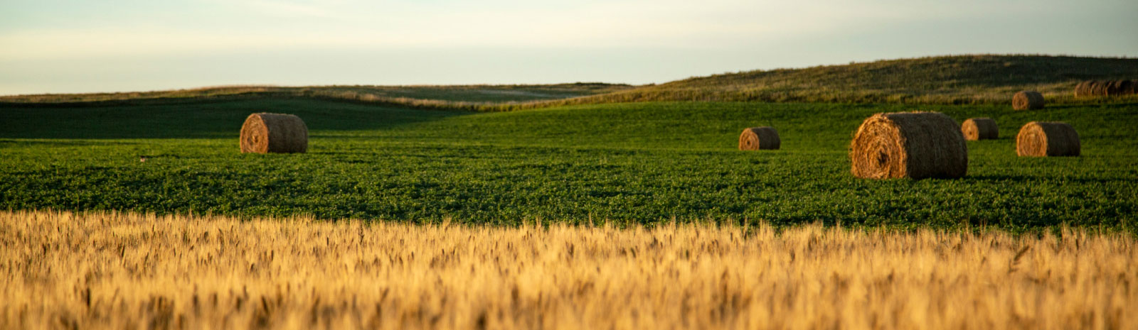 field of hay bales 